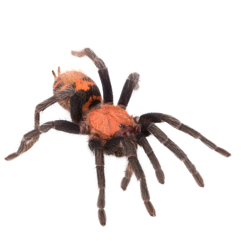 Gvatemalos tigrinis paukštėda