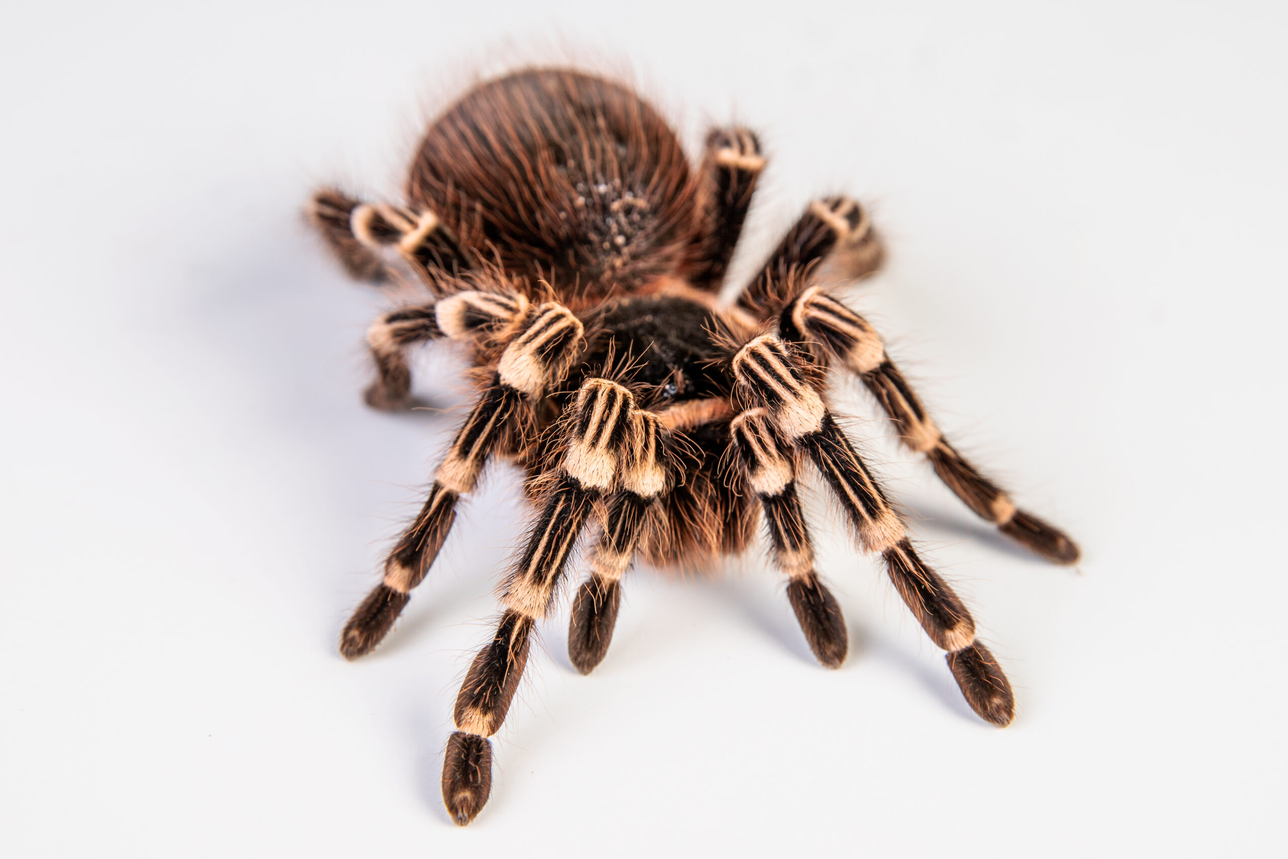 Didysis Brazilijos baltakelis paukštėda