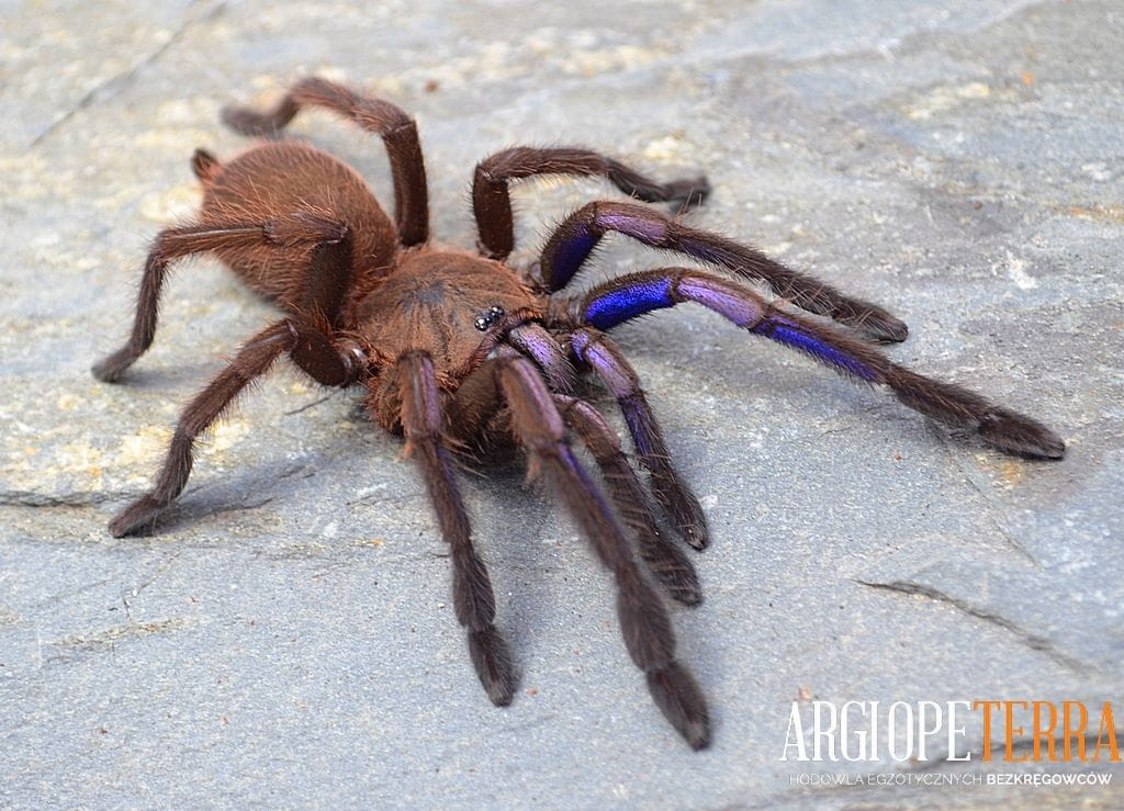 Chilobrachys sp. electric blue