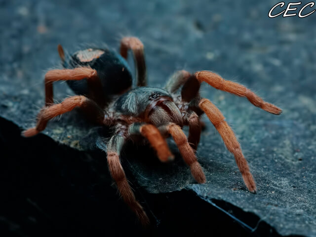 Nykštukinis rožinpirštys tarantulas