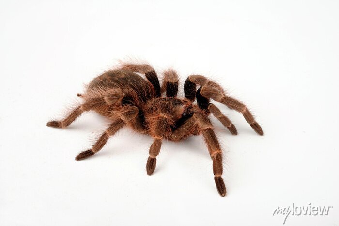 Brazilijos raudonasis