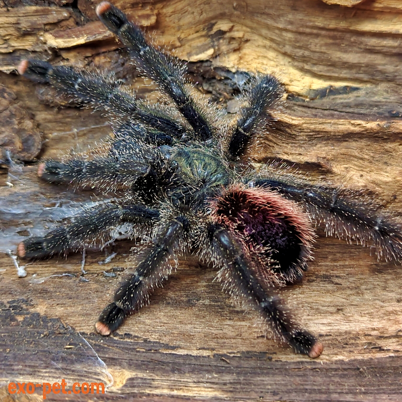 Peru rožinpirštys tarantulas