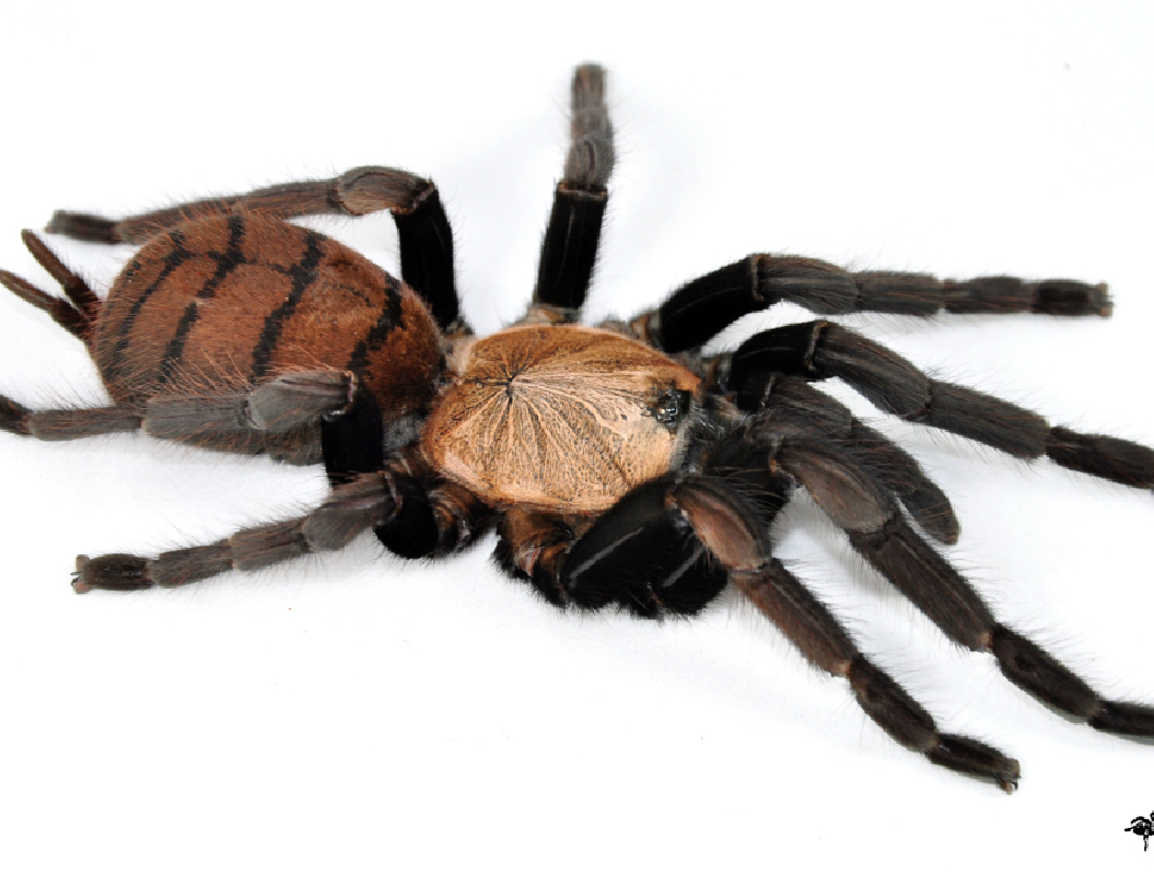 Tigriapilvis paukštėda