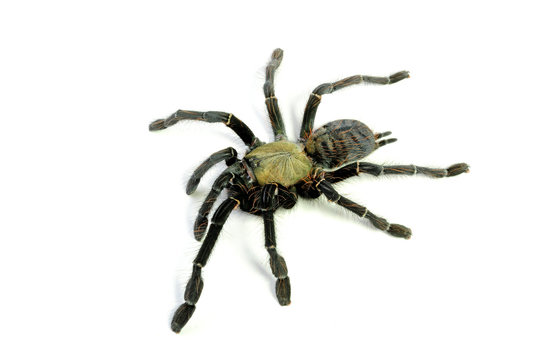 Malaizijos tigrinis tarantulas