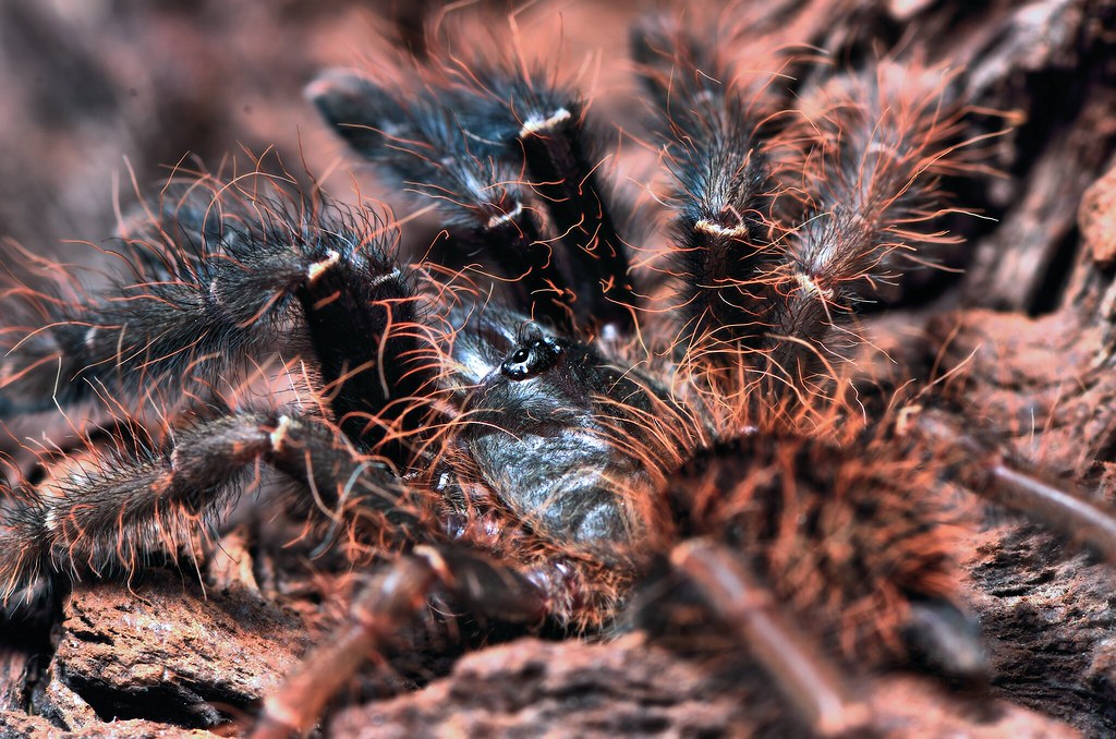 Malaizijos tigrinis tarantulas