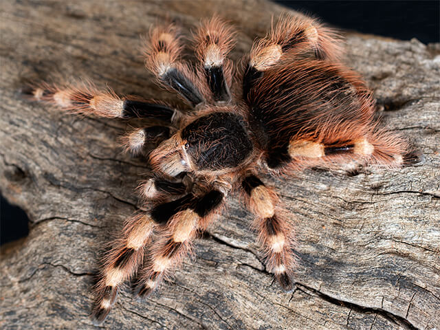 Braziliškasis tarantulas