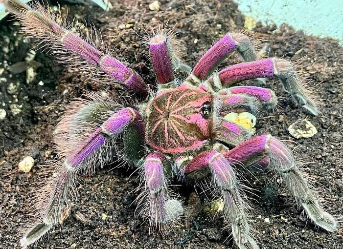 Tarantulas ,,Pink Bloom''