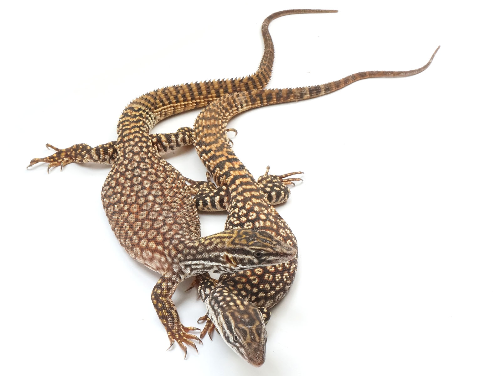 Dygliauodegis varanas