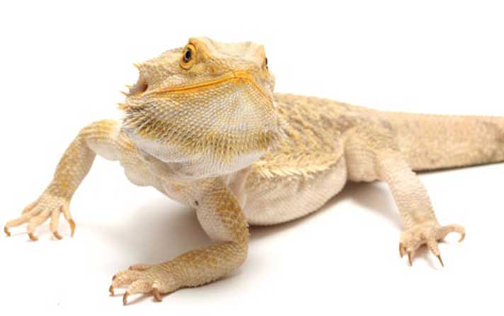 Barzdotoji agama
