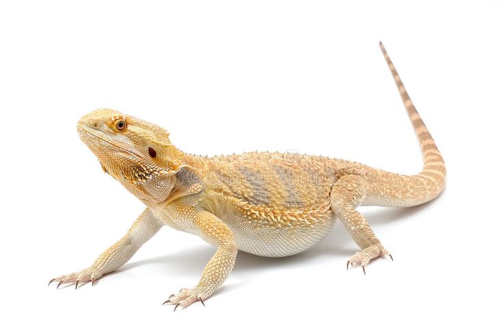 Barzdotoji agama