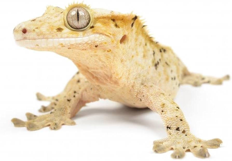 Skiauterėtasis gekonas