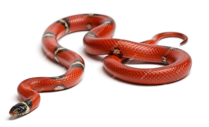 Sinalojaus pieninė gyvatė