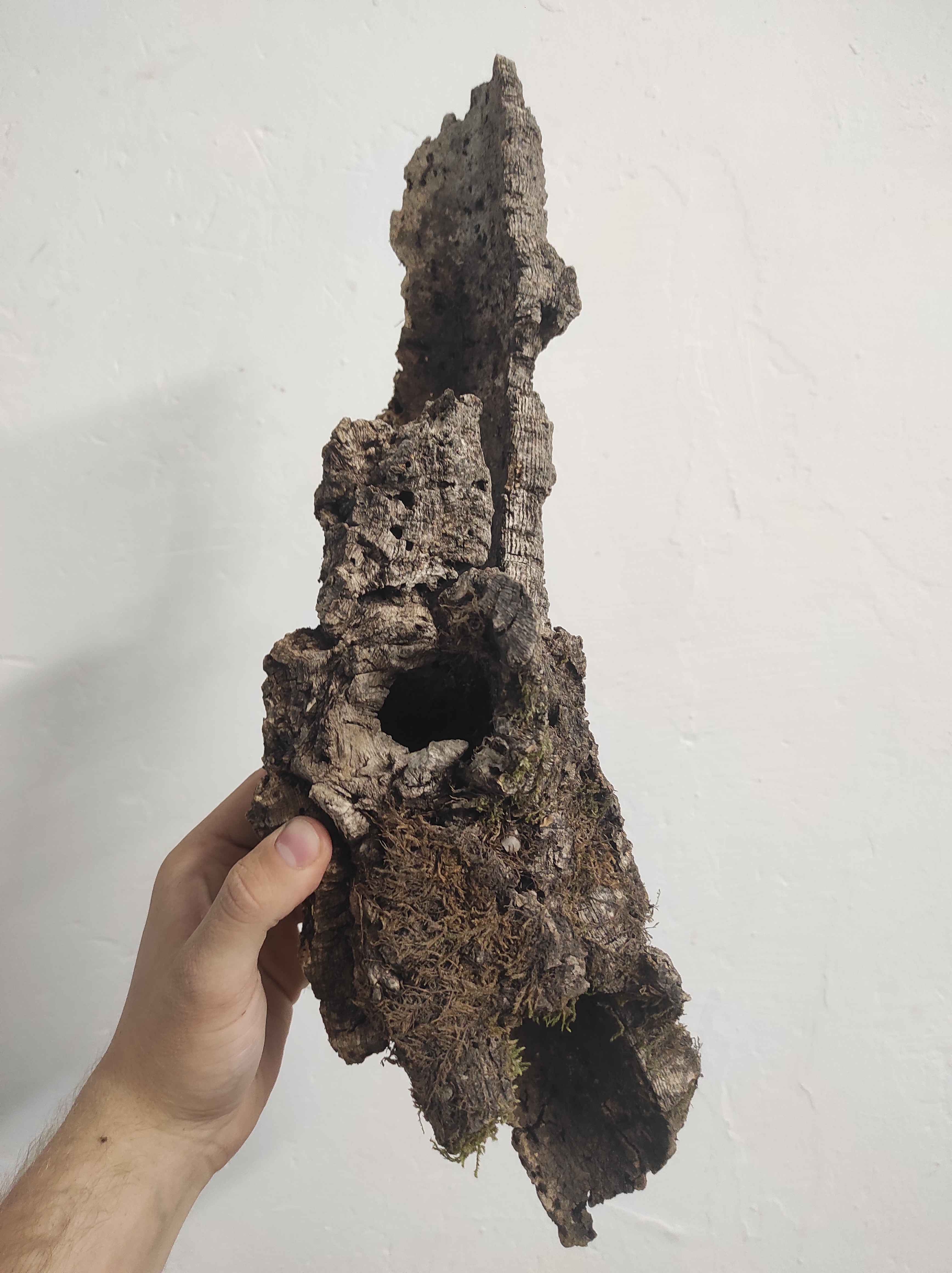 Kamštinis ąžuolas