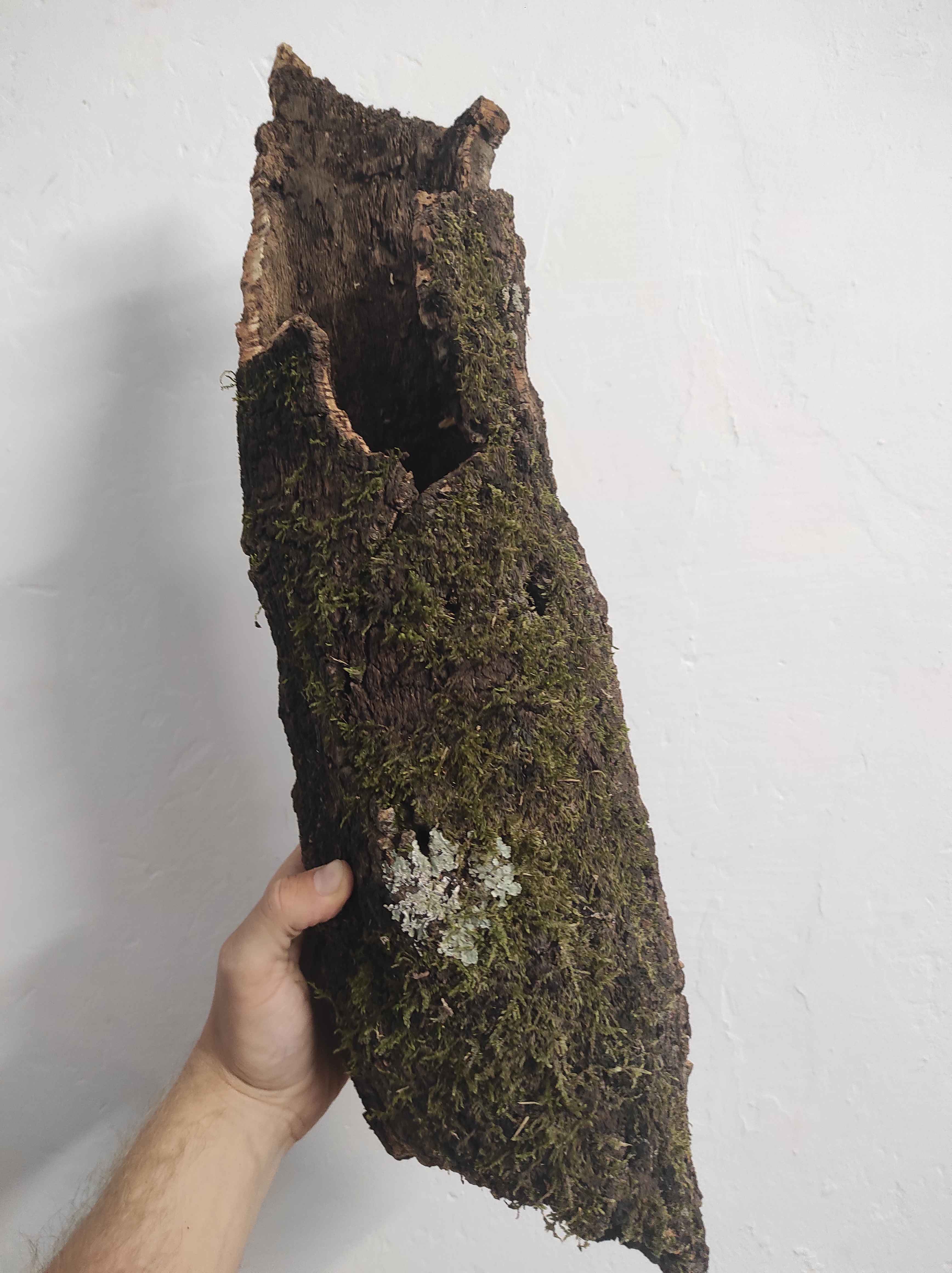 Kamštinis ąžuolas