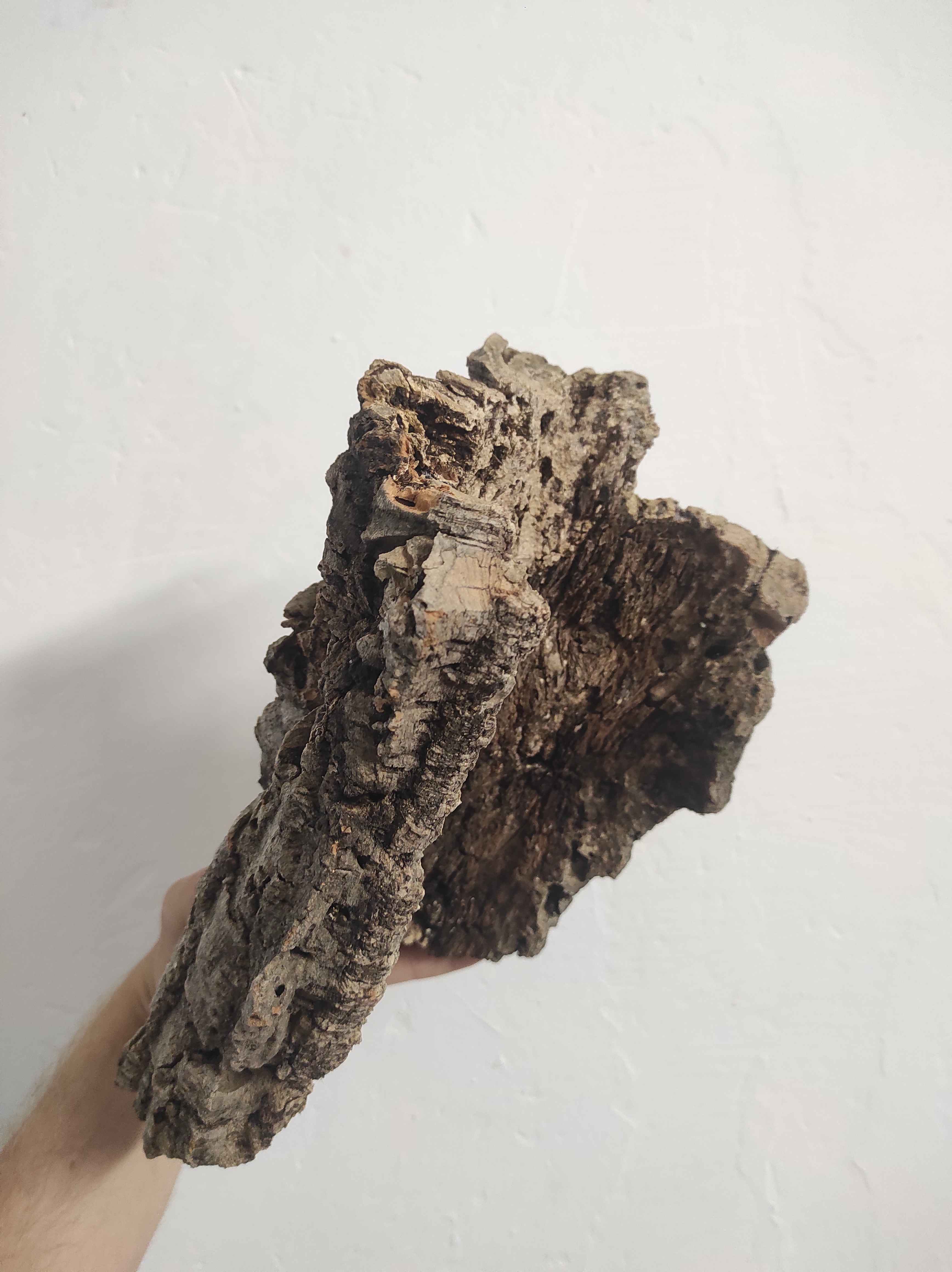 Kamštinis ąžuolas