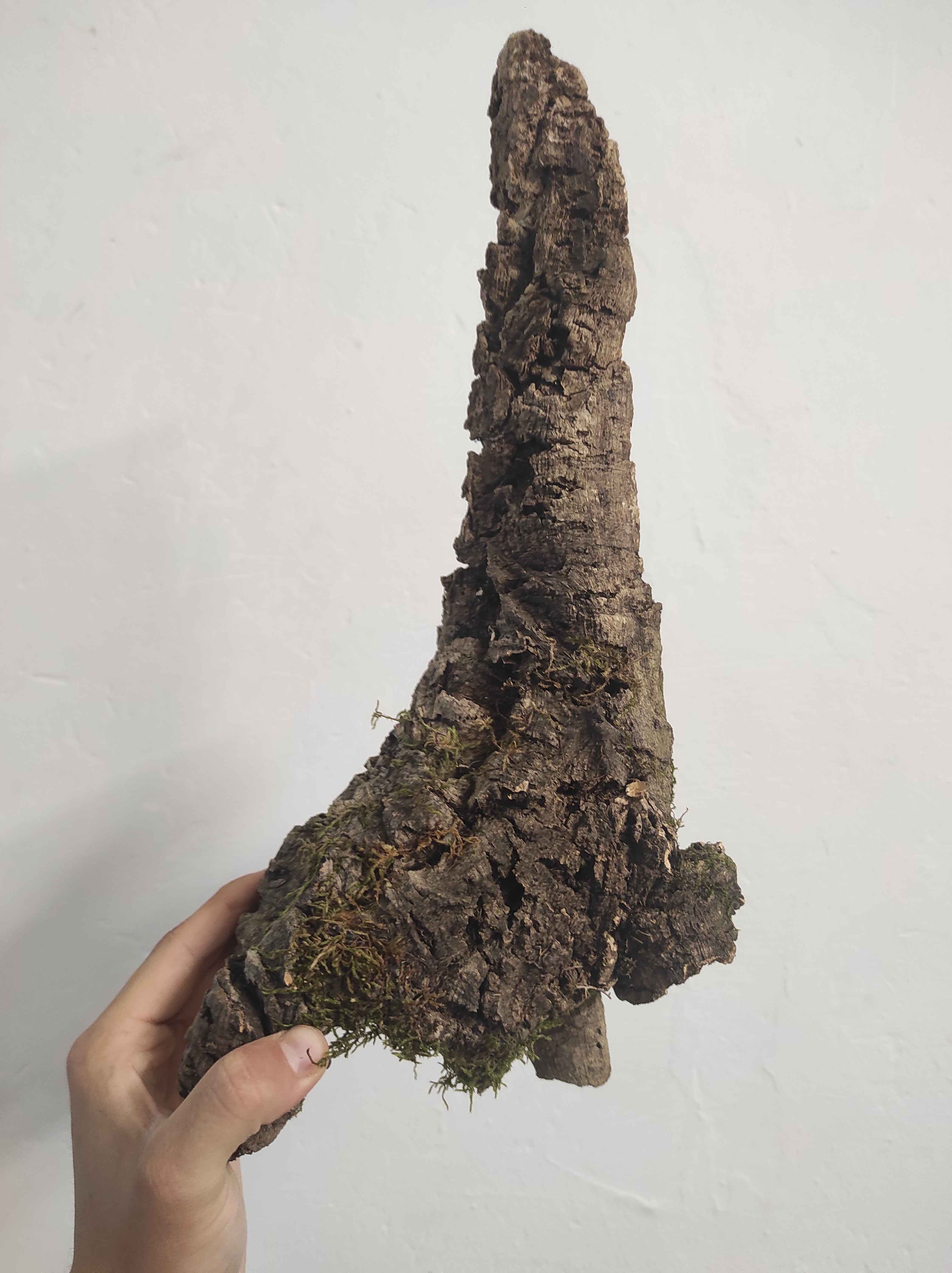 Kamštinis ąžuolas