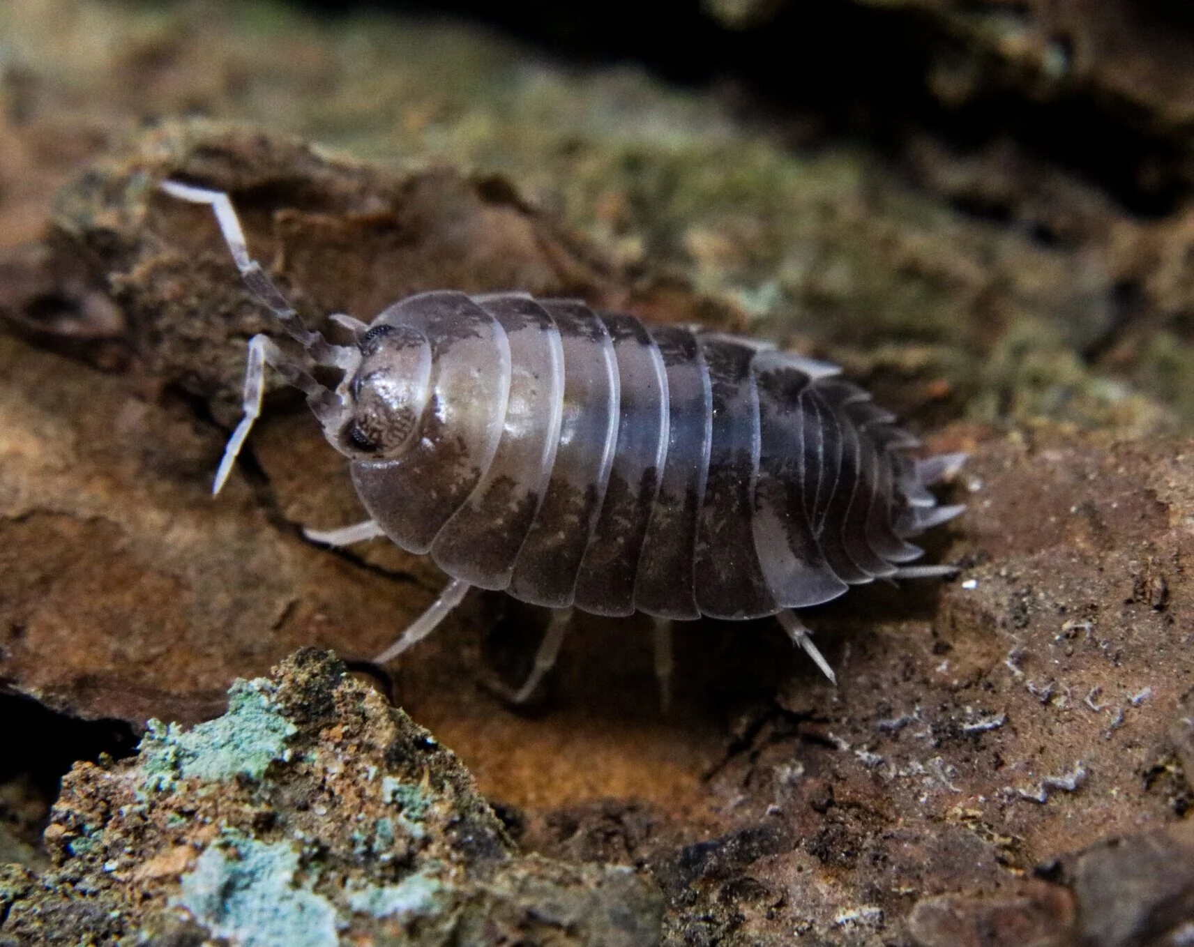 Vėdarėliai ,,milkback''