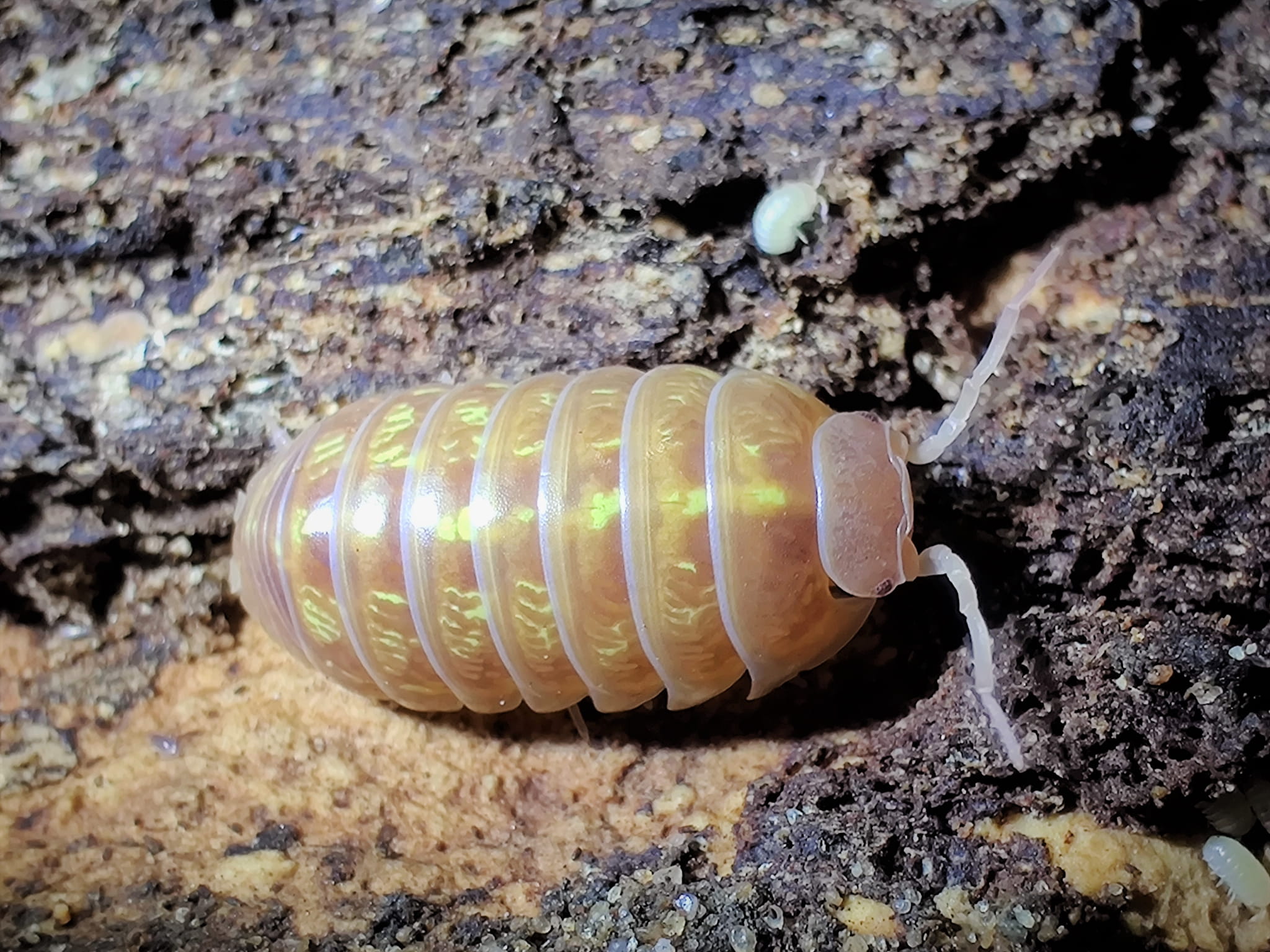 Vėdarėliai ,,japan albino''