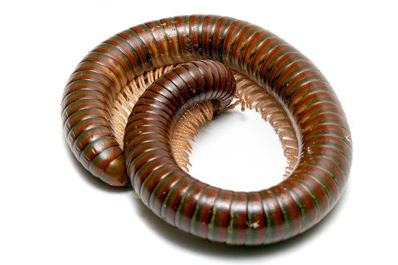 Tanzanijos alyvinis šimtakojis