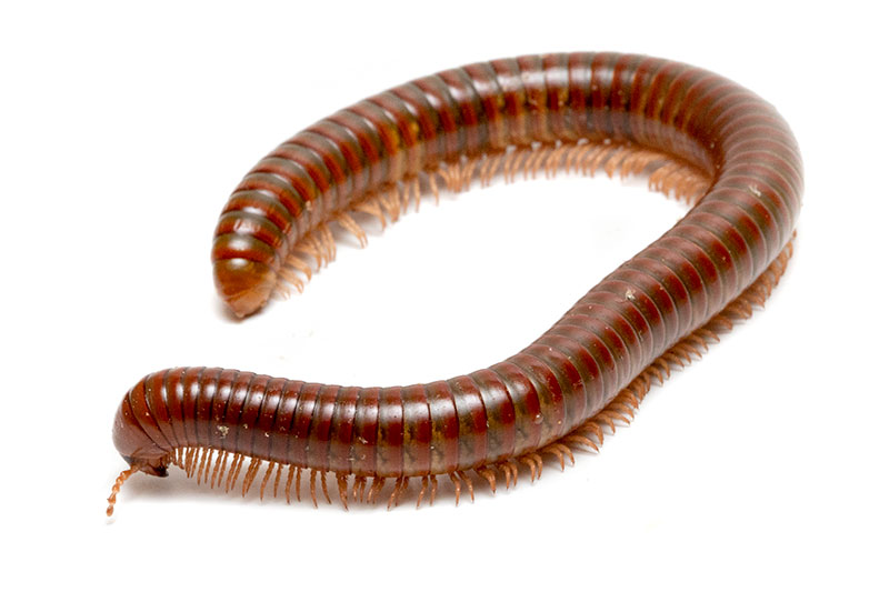 Tanzanijos alyvinis šimtakojis