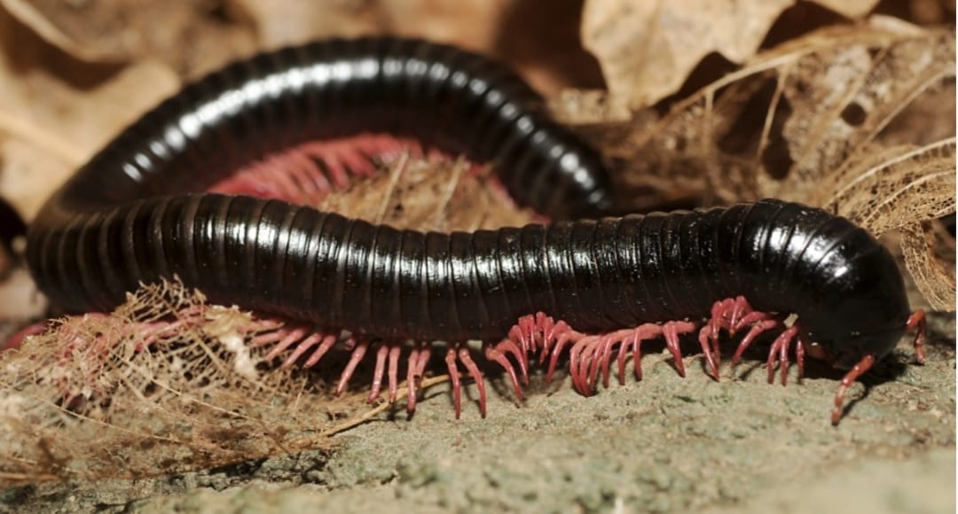 Blizgusis rožinkojis šimtakojis