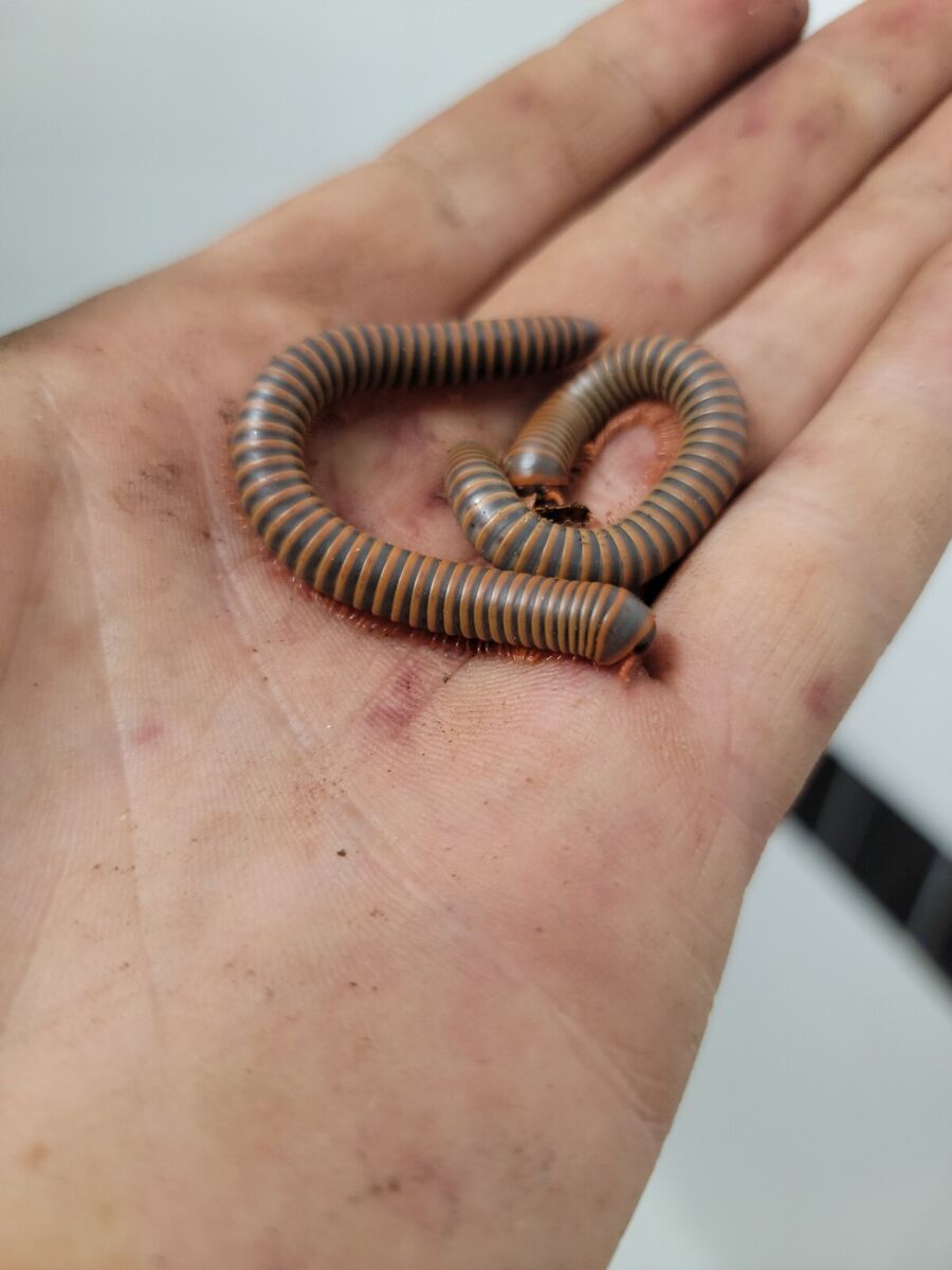 Tailandietiškas šimtakojis