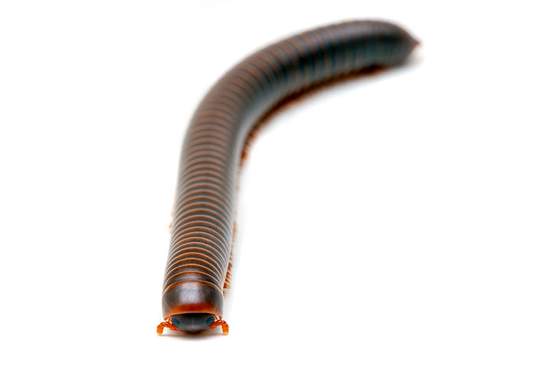 Tailandietiškas šimtakojis