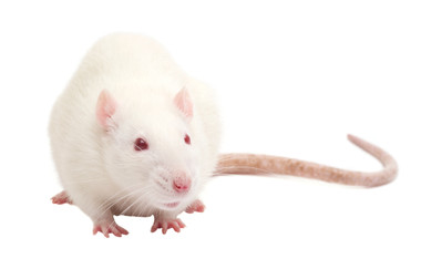 Šaldytos žiurkės ( <10 - 350g)