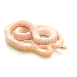 Kukurūzinis žaltys