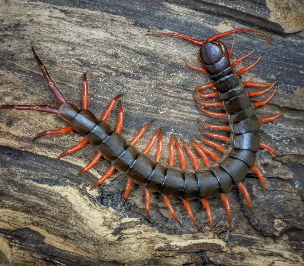 Didysis Vietnamo šimtakojis