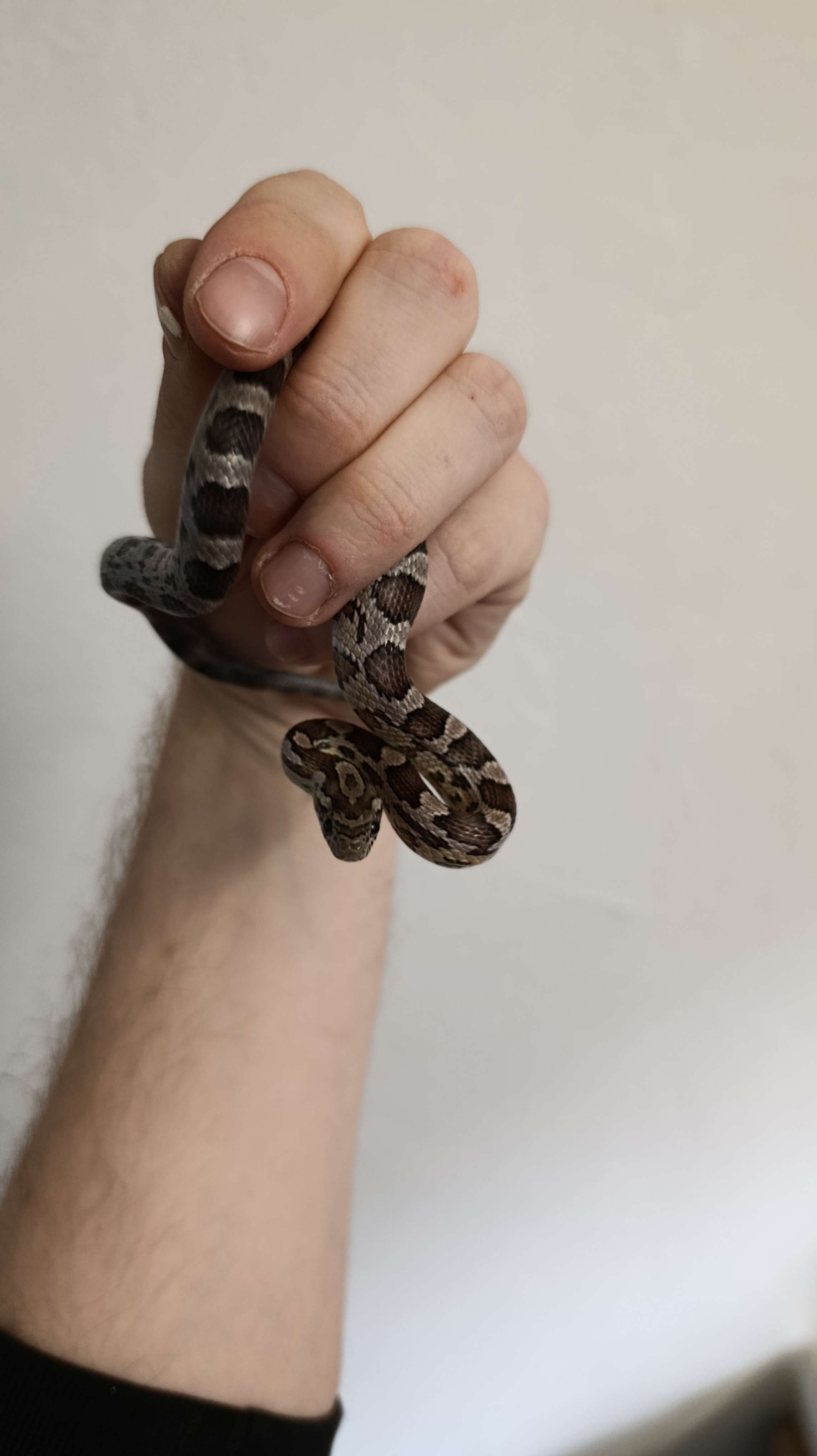 Kukurūzinis žaltys