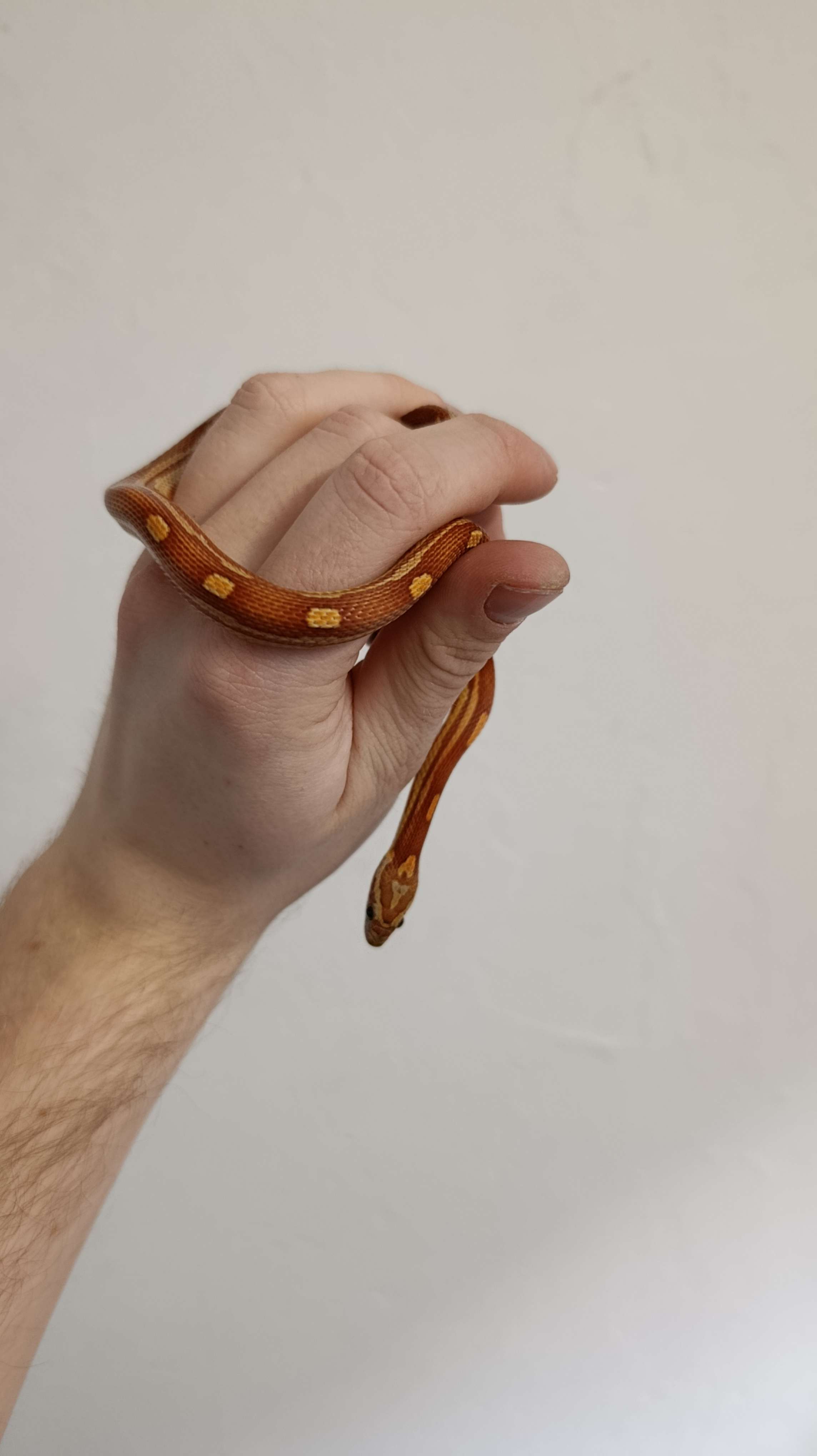 Kukurūzinis žaltys