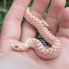 Vakarų šernasnukė gyvatė