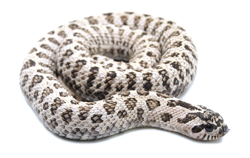 Vakarų šernasnukė gyvatė