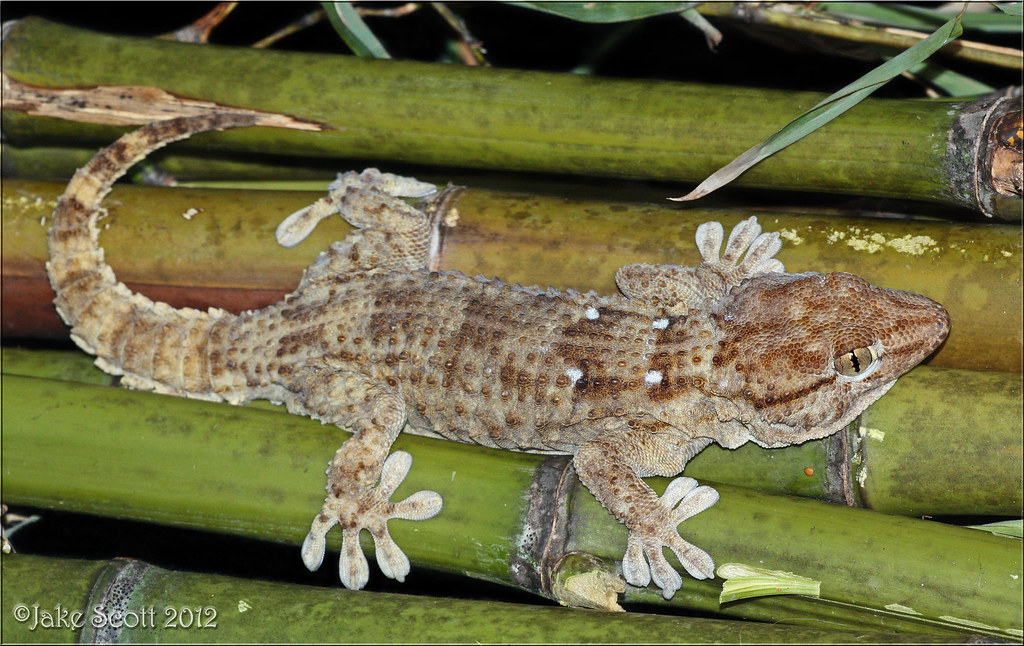 Baltadėmis sieninis gekonas