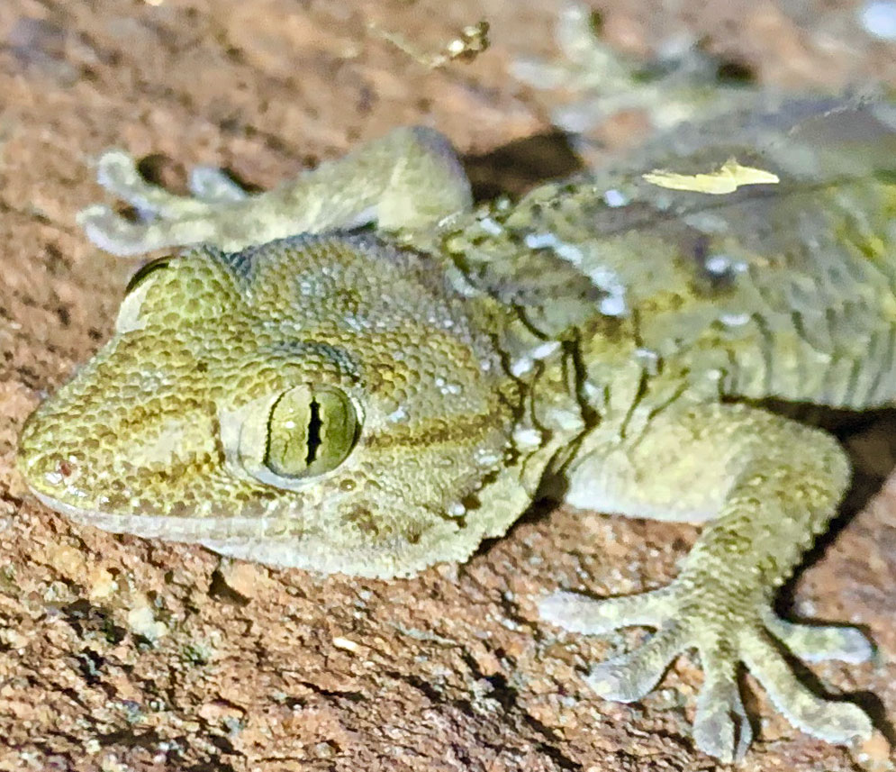 Baltadėmis sieninis gekonas