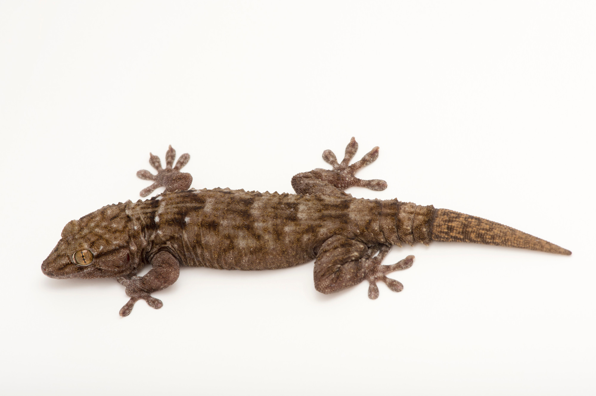 Baltadėmis sieninis gekonas