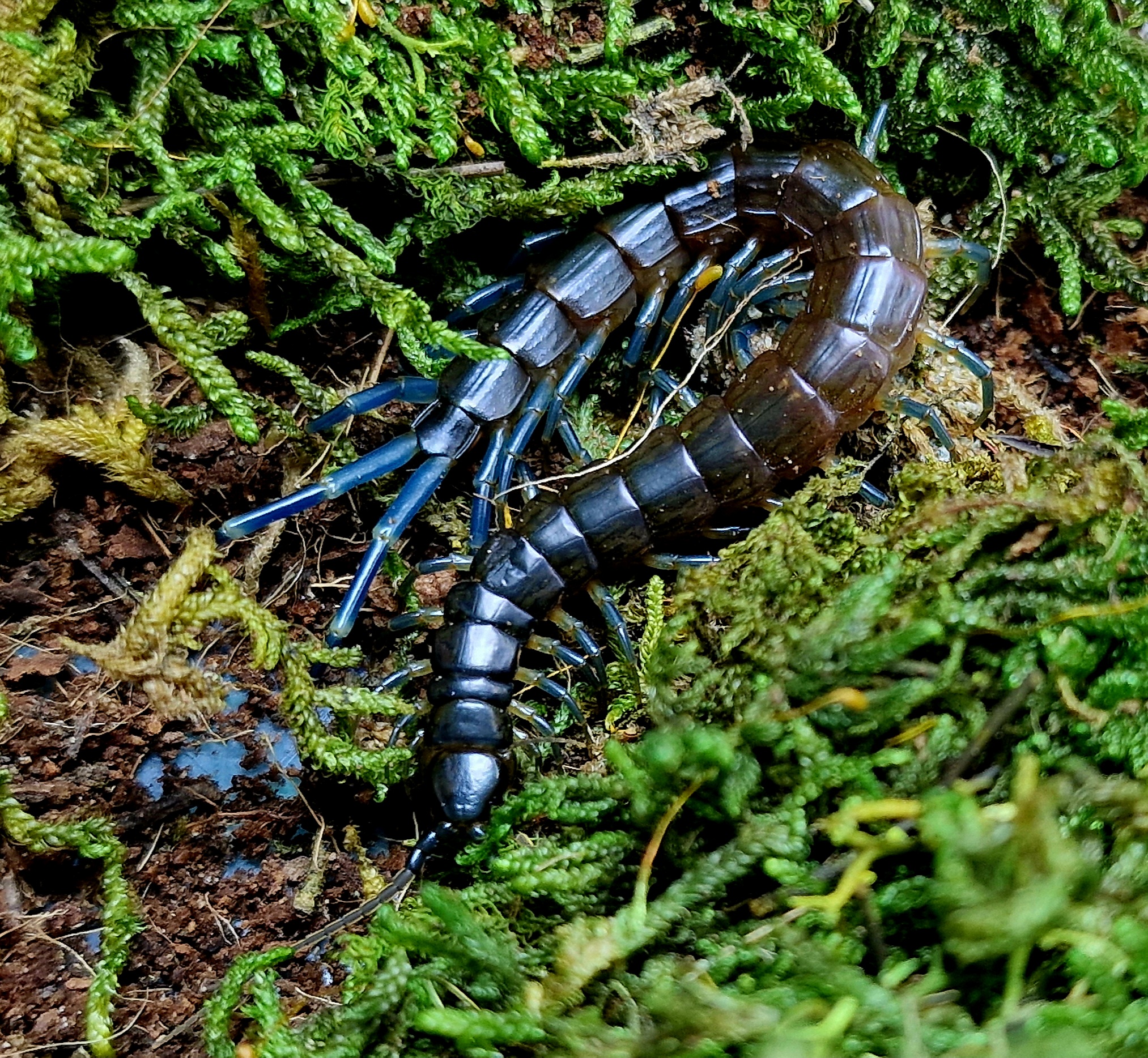 Didysis Afrikos mėlynasis šimtakojis [Scolopendridae]