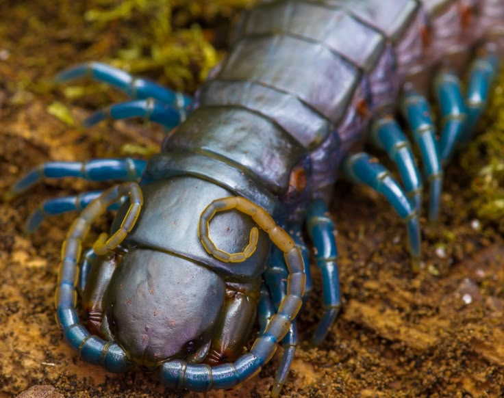 Didysis Afrikos mėlynasis šimtakojis [Scolopendridae]
