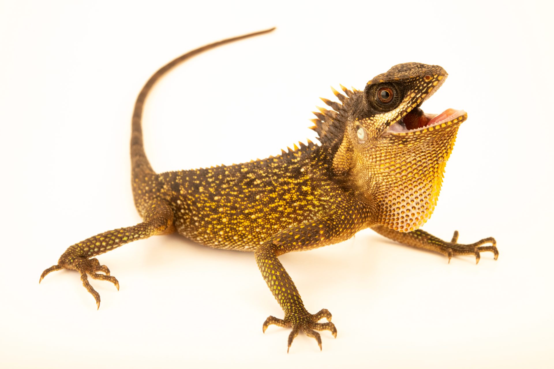 Kalnų raguotoji agama