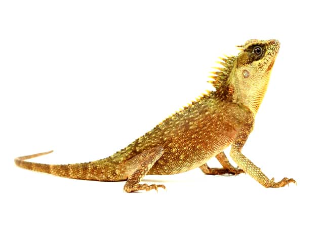 Kalnų raguotoji agama