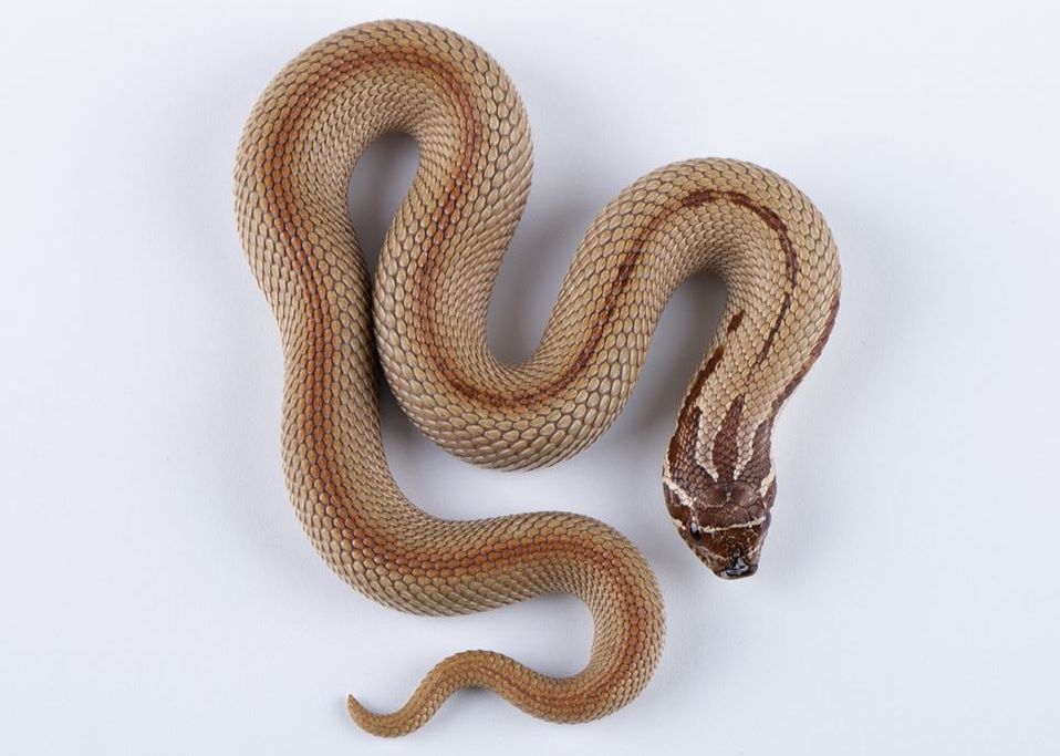 Vakarų šernasnukė gyvatė