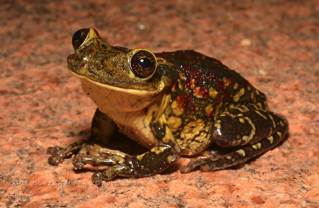 Juodadėmė medvarlė