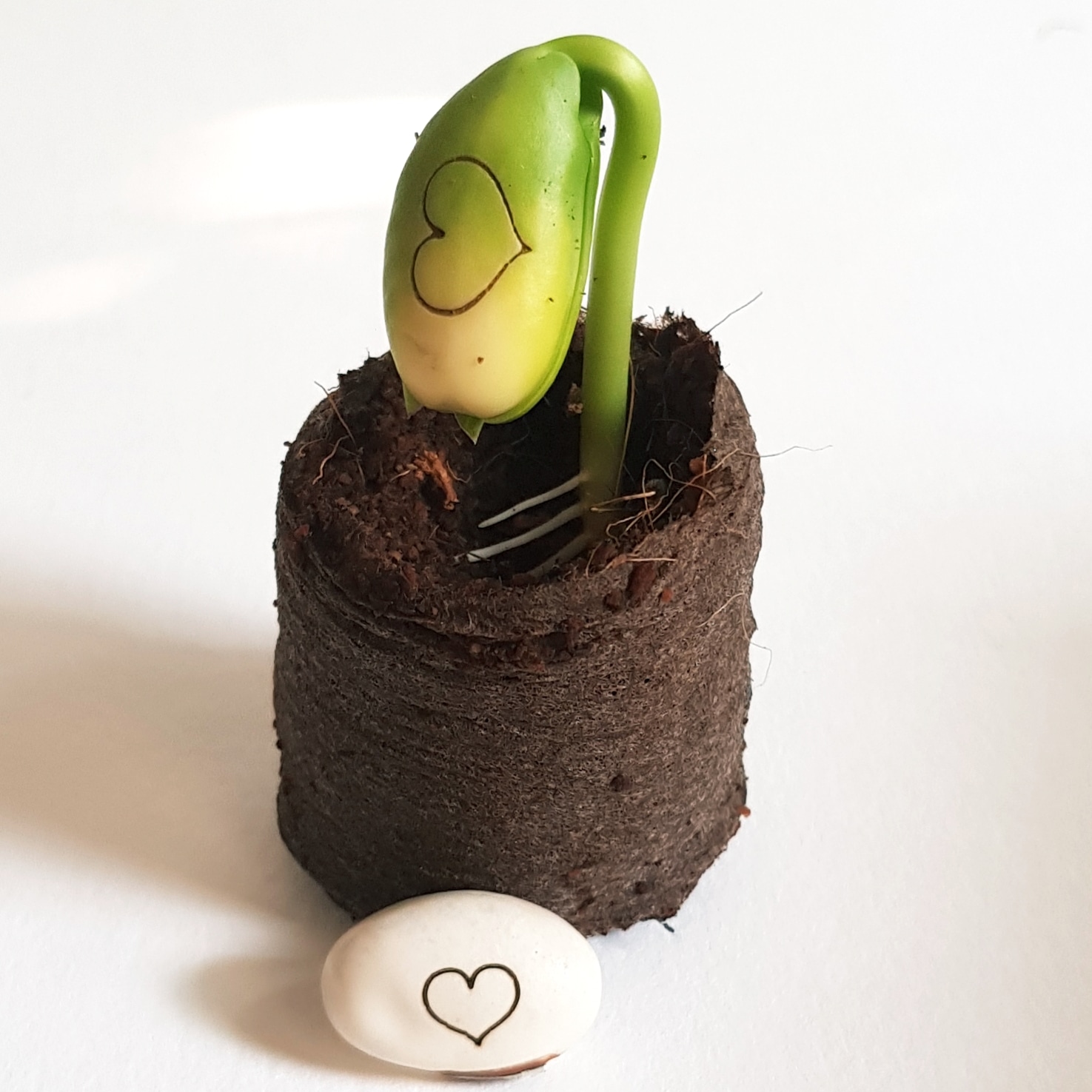 Norų pupa (Bloom your happiness wishes)