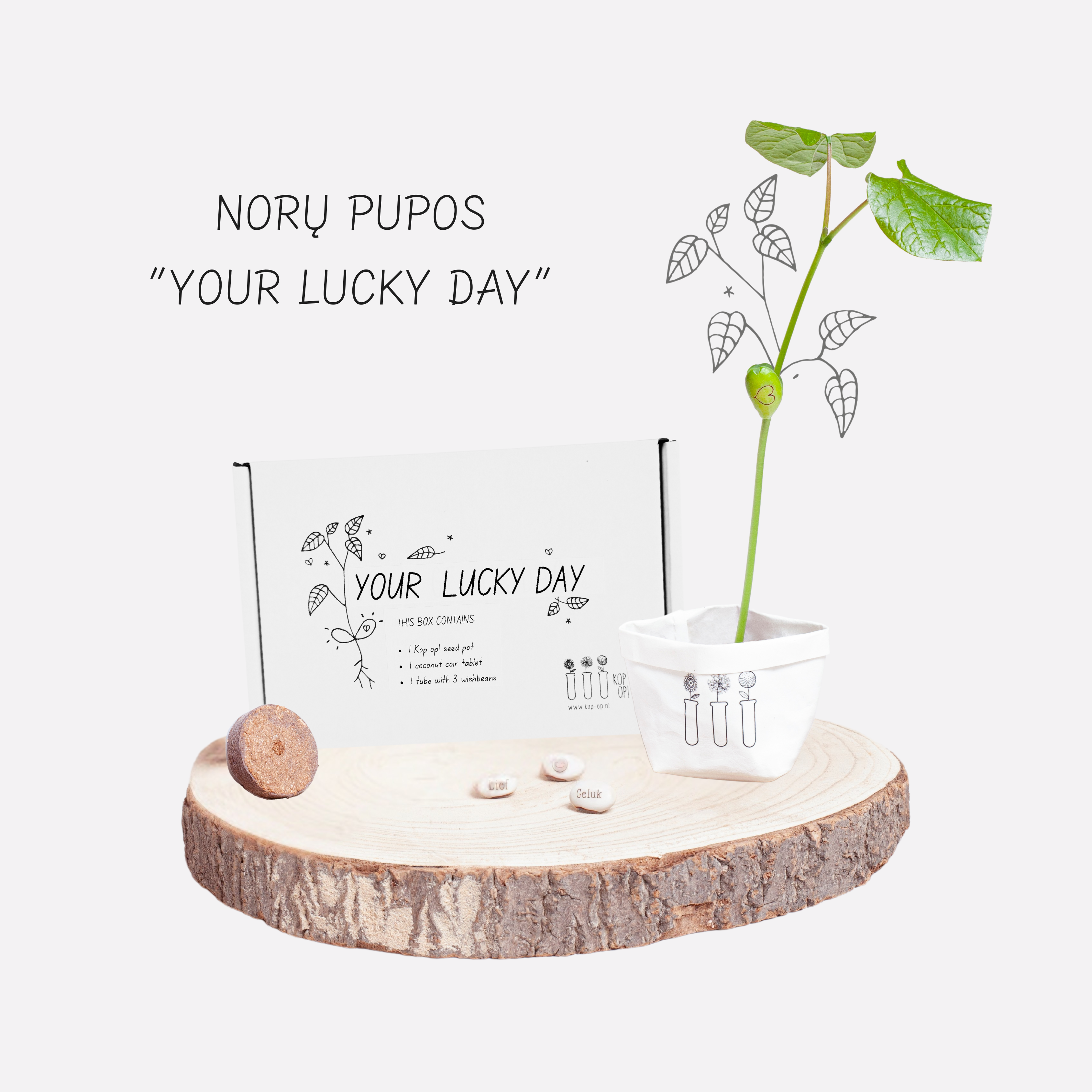 Norų pupa (Your lucky day)