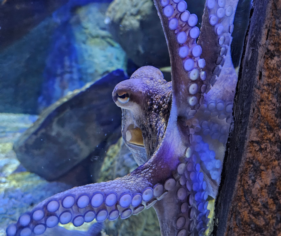 Bristol Aquarium