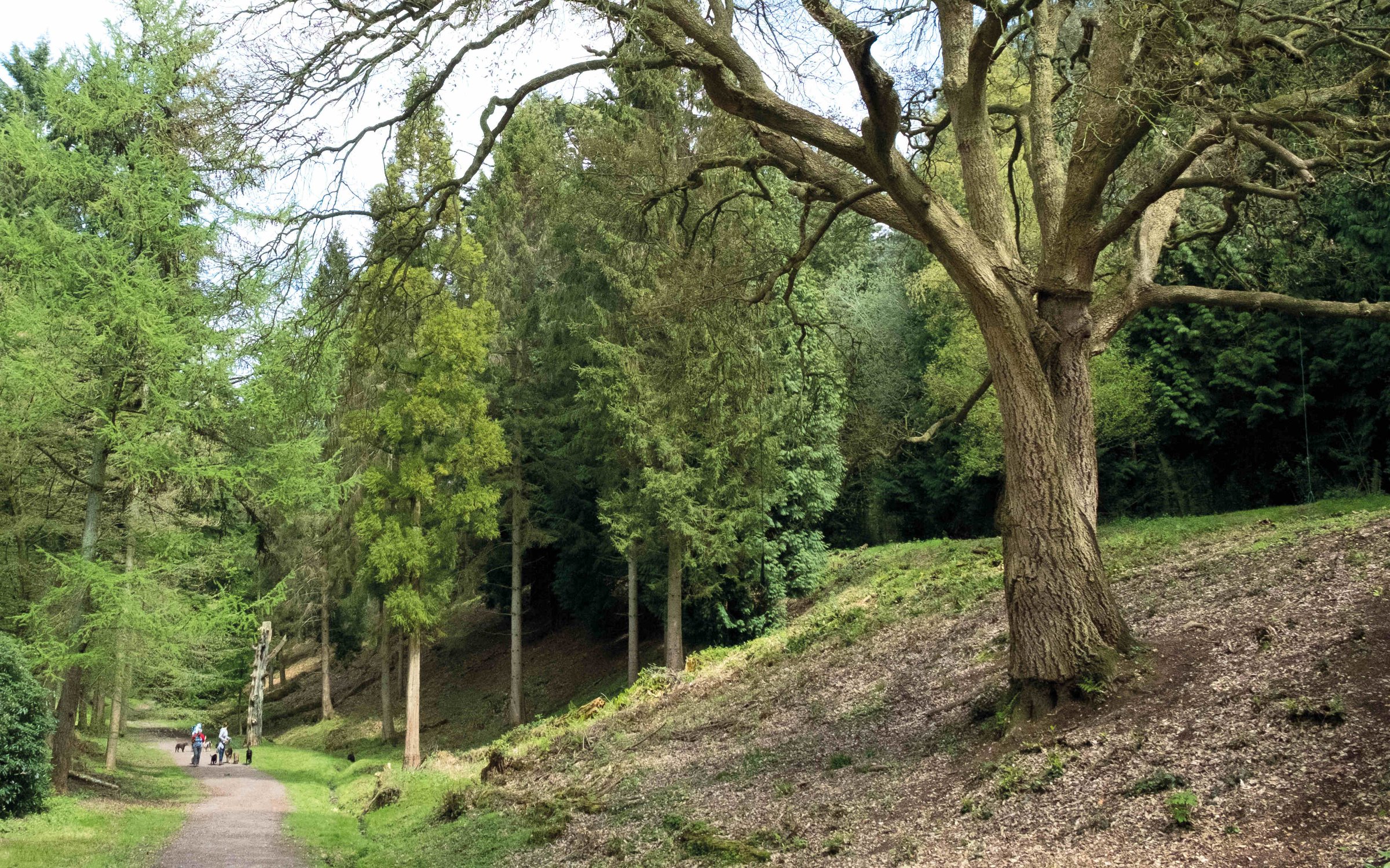 Leigh Woods