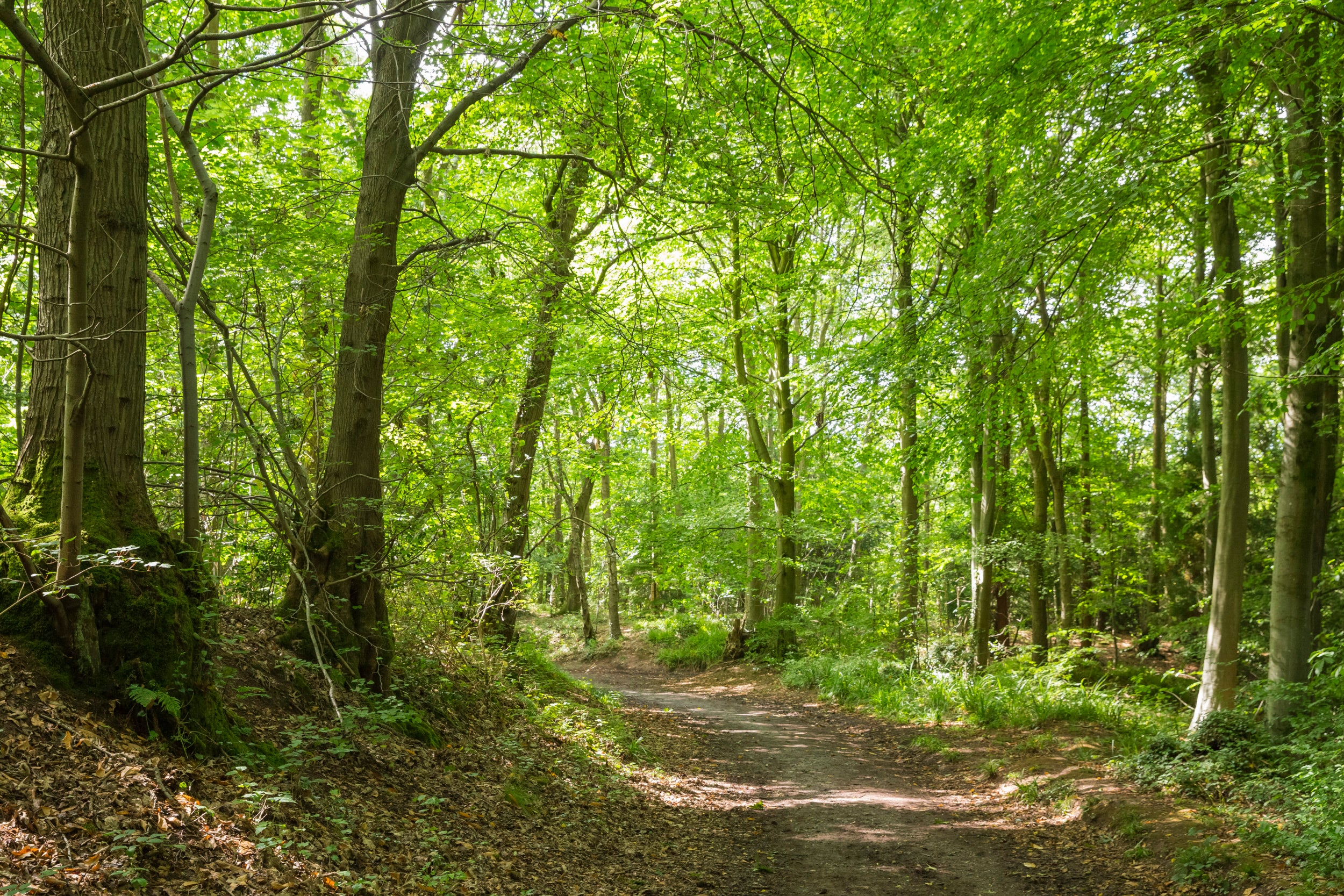 Leigh Woods