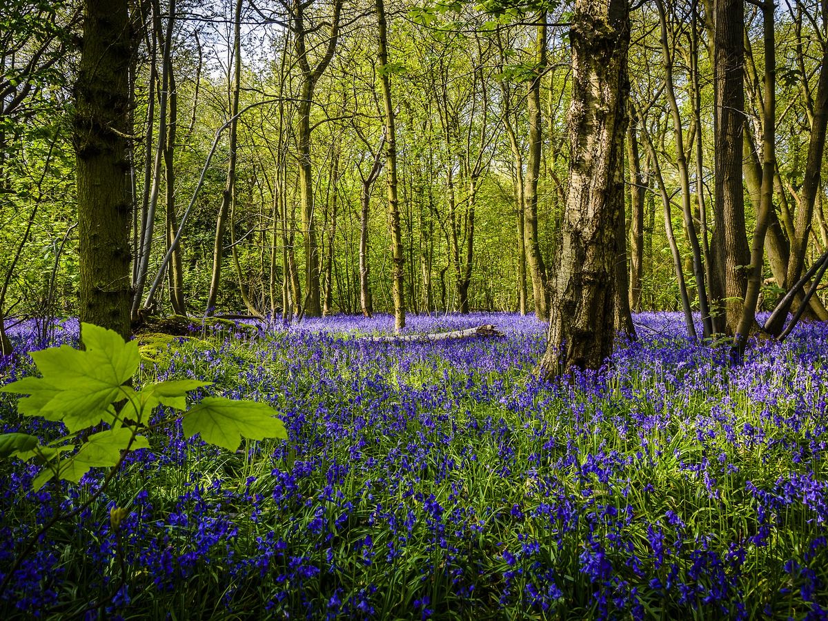 Leigh Woods