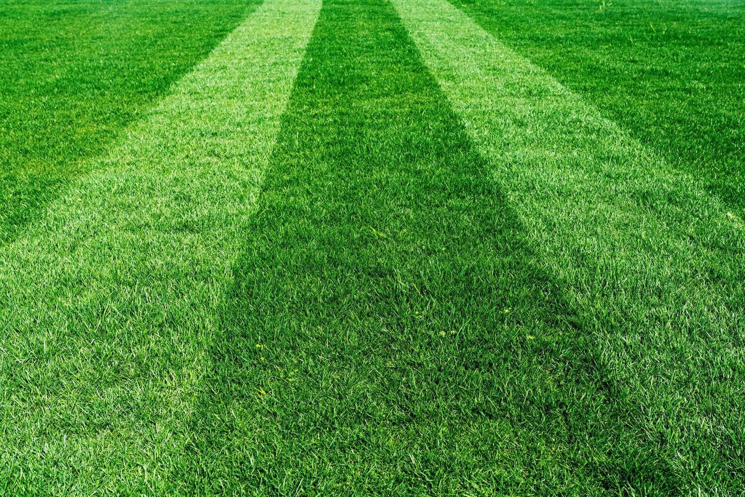 The Lush Lawn 6-month Solution